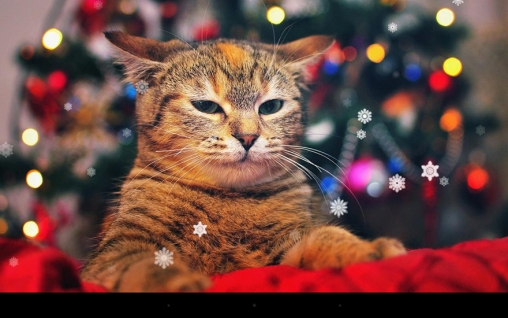 Download livewallpaper X-mas cat for Android.