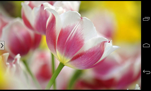 Screenshots of the live wallpaper Beautiful flowers for Android phone or tablet.