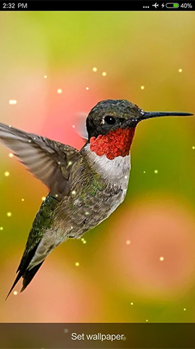 Screenshots of the live wallpaper Birds sounds and ringtones for Android phone or tablet.
