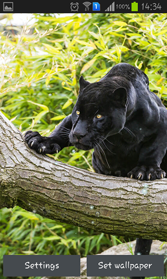 Black panther apk - free download.