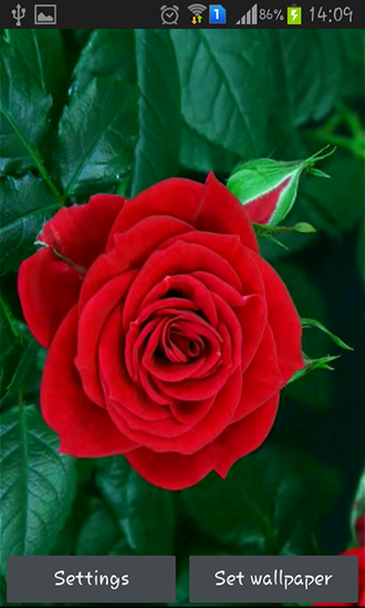 Blooming red rose apk - free download.