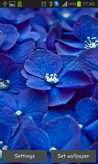 Blue flowers apk - free download.