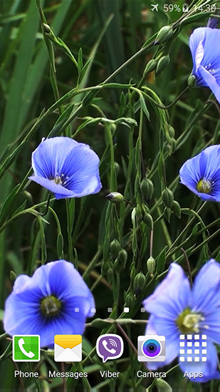 Blue flowers by Jacal video live wallpapers apk - free download.