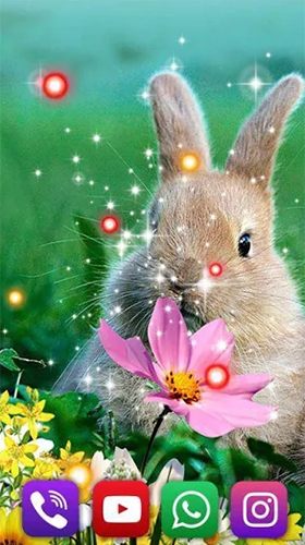 Screenshots of the live wallpaper Bunnies for Android phone or tablet.
