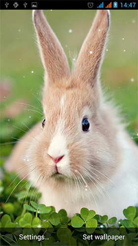 Screenshots of the live wallpaper Bunny by Live Wallpapers Gallery for Android phone or tablet.