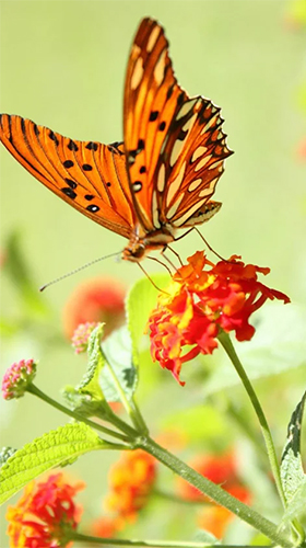 Screenshots of the live wallpaper Butterfly by HQ Awesome Live Wallpaper for Android phone or tablet.