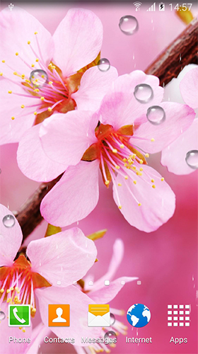 Screenshots of the live wallpaper Cherry in blossom by BlackBird Wallpapers for Android phone or tablet.