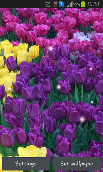 Colorful tulips apk - free download.