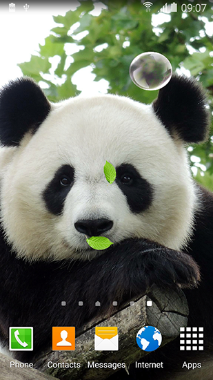 Cute panda apk - free download.