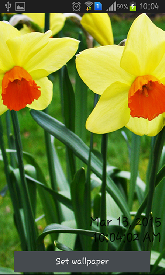 Daffodils apk - free download.