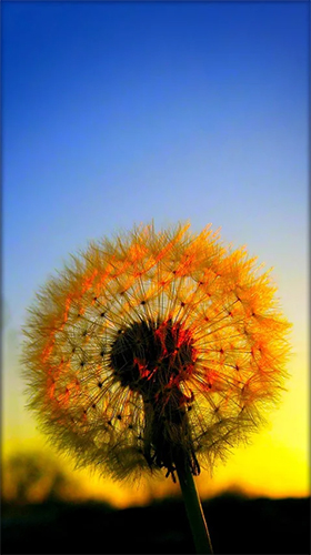 Screenshots of the live wallpaper Dandelion by Live Wallpaper HD 3D for Android phone or tablet.