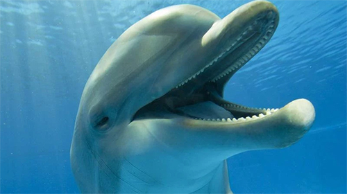 Screenshots of the live wallpaper Dolphins 3D by Mosoyo for Android phone or tablet.