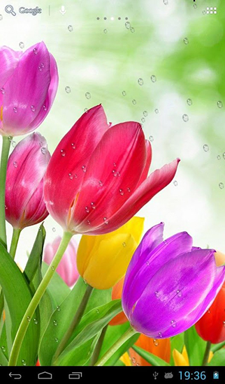 Drops on tulips apk - free download.