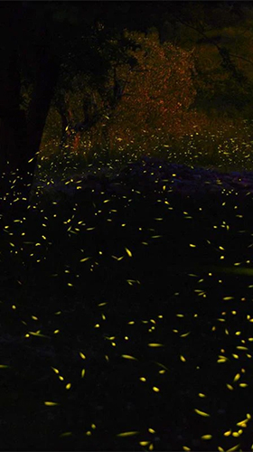 Screenshots of the live wallpaper Fireflies 3D by Live Wallpaper HD 3D for Android phone or tablet.