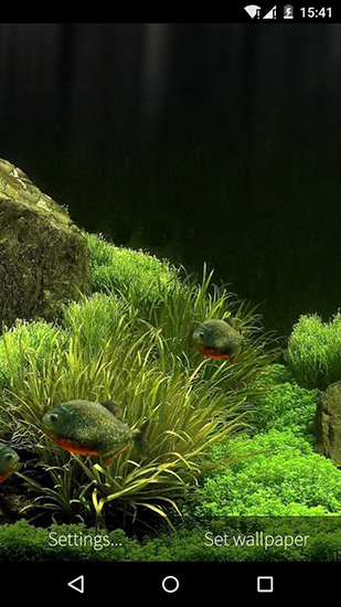 Fish aquarium 3D apk - free download.