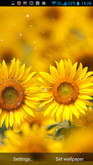 Golden sunflower apk - free download.