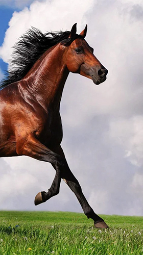 Screenshots of the live wallpaper Horse by Happy live wallpapers for Android phone or tablet.