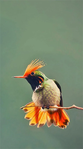 Screenshots of the live wallpaper Hummingbird for Android phone or tablet.