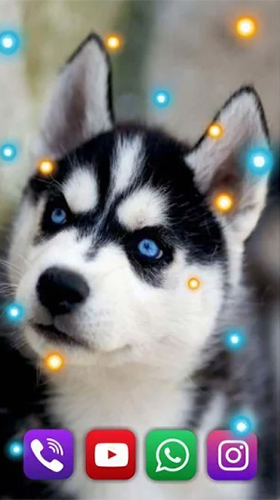 Screenshots of the live wallpaper Husky by SweetMood for Android phone or tablet.