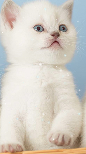 Screenshots of the live wallpaper Kittens by Wallpaper qHD for Android phone or tablet.