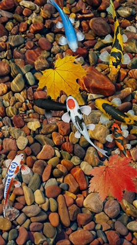 Screenshots of the live wallpaper Koi 3D for Android phone or tablet.