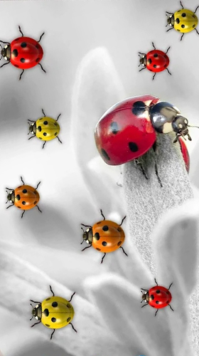 Screenshots of the live wallpaper Ladybugs by 3D HD Moving Live Wallpapers Magic Touch Clocks for Android phone or tablet.