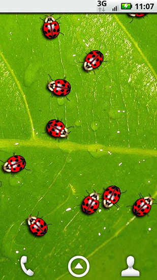 Ladybugs apk - free download.