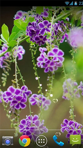 Screenshots of the live wallpaper Lavender by orchid for Android phone or tablet.