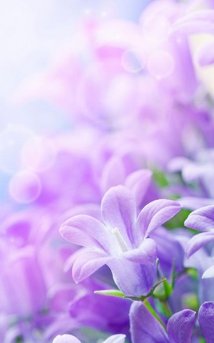 Lilac flowers apk - free download.