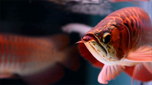 Screenshots of the live wallpaper Lovely arowana by kimvan for Android phone or tablet.