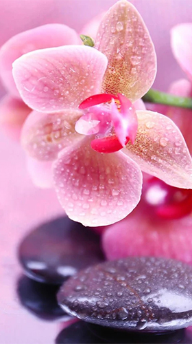 Screenshots of the live wallpaper Orchid by Art LWP for Android phone or tablet.