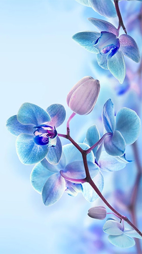 Screenshots of the live wallpaper Orchid by Creative Factory Wallpapers for Android phone or tablet.