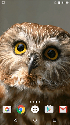 Screenshots of the live wallpaper Owl by MISVI Apps for Your Phone for Android phone or tablet.