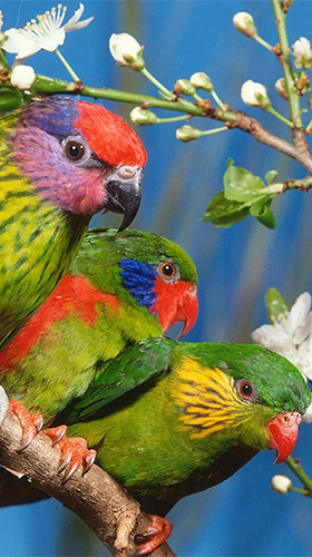 Screenshots of the live wallpaper Parrot by Live Animals APPS for Android phone or tablet.