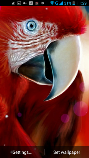 Screenshots of the live wallpaper Parrot for Android phone or tablet.