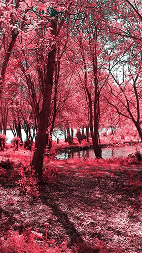 Screenshots of the live wallpaper Pink forest for Android phone or tablet.