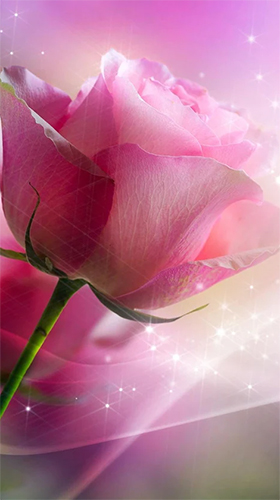 Screenshots of the live wallpaper Pink rose for Android phone or tablet.