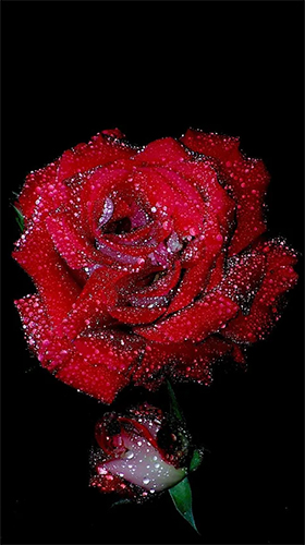 Screenshots of the live wallpaper Red rose by HQ Awesome Live Wallpaper for Android phone or tablet.