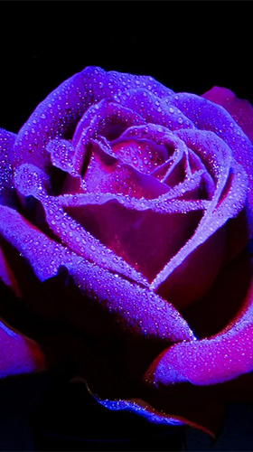 Screenshots of the live wallpaper Roses by Live Wallpaper HD 3D for Android phone or tablet.