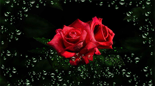 Screenshots of the live wallpaper Roses diamond dew for Android phone or tablet.