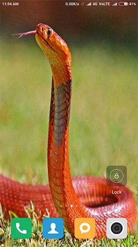 Screenshots of the live wallpaper Snake HD for Android phone or tablet.