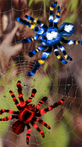 Screenshots of the live wallpaper Spider by Cosmic Mobile Wallpapers for Android phone or tablet.