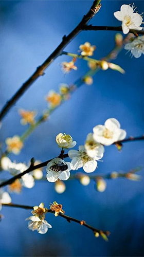 Screenshots of the live wallpaper Spring by HQ Awesome Live Wallpaper for Android phone or tablet.