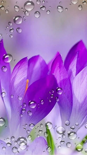 Screenshots of the live wallpaper Spring crocus for Android phone or tablet.