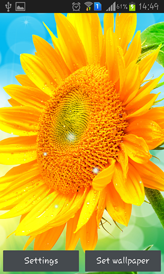 Sunflower by Creative factory wallpapers apk - free download.