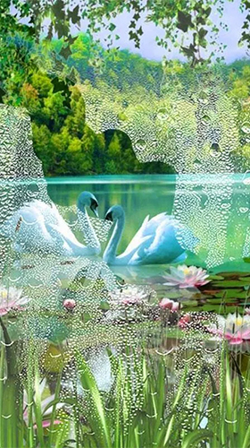 Screenshots of the live wallpaper Swans and lilies for Android phone or tablet.