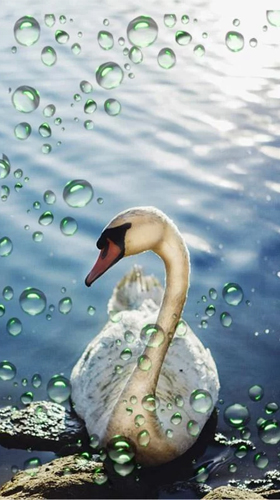 Screenshots of the live wallpaper Swans for Android phone or tablet.