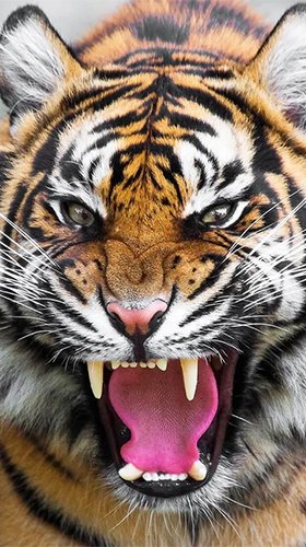 Screenshots of the live wallpaper Tiger by Jango LWP Studio for Android phone or tablet.