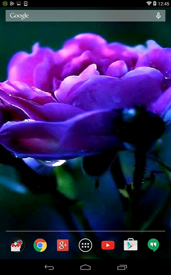 Violet rose apk - free download.