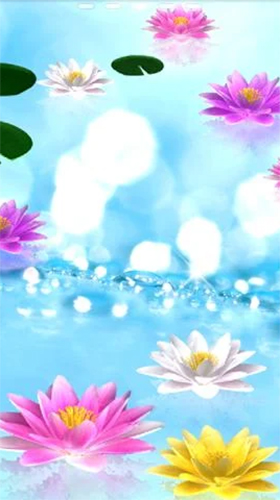 Screenshots of the live wallpaper Water lily for Android phone or tablet.